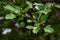 Green leaves crataegus almaatensis on the branches, soft focus