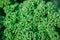 The green leaves of curly leaved kale growing in garden