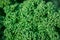 The green leaves of curly leaved kale growing in garden