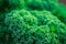 The green leaves of curly leaved kale growing in garden