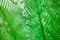 Green leaves of cycad