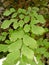 Green leaves during the day in summer are very relaxing