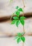 Green leaves of decorative grape, Parthenocissus on a wooden wall background. Vertical frame