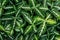 Green Leaves Of Dieffenbachia Oerstedii In Botanical Garden