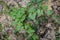 Green leaves of Dioscorea communis