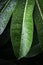 Green leaves with drops of water. Nature background.