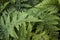 Green leaves of Dryopteris marginalis