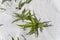 Green leaves on dune white sand , Bleik , Norway