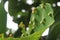 Green leaves are eaten by caterpillars in the garden