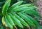 Green Leaves of Elettaria Cardamomum - Malabar Green Cardamom Plant in India - Kerala Spices