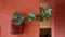 Green leaves English ivy evergreen vine indoor potted plant on orange color brick wall background