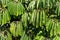 Green leaves on the exotic tree on the street. Nature background