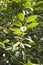 The green leaves of a false camphor tree, Cinnamomum glanduliferum