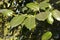 The green leaves of a false camphor tree, Cinnamomum glanduliferum