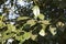 The green leaves of a false camphor tree, Cinnamomum glanduliferum