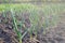 Green leaves feathers of a young onion in the sun in early spring. Home growing vegetables in the garden