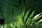 Green leaves of fern background. Creative layout made of green leaves. Nature concept and wallpaper