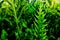 Green leaves fern closeup.