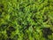 Green leaves of fern fronds, above