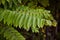 Green leaves of fern plant in nature branching out with dark, foreboding background asset