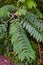Green leaves of fern plant in nature branching out from forest, background asset