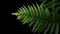 Green leaves fern tropical rainforest foliage plant on black background, clipping path included.
