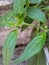 green leaves with fertility