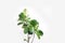 Green leaves of fiddle-leaf fig tree Ficus lyrata. Fiddle leaf fig tree on white background.