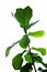 Green leaves of fiddle-leaf fig tree Ficus lyrata the popular