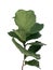 Green leaves of fiddle-leaf fig tree the popular ornamental tree plant tropical houseplant