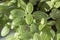 Green leaves of fittonia albivenis