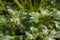 Green leaves of the flat italian parsley plant