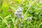 Green leaves and flowers of a wild greater burdock Arctium lappa in summer in the meadow.