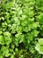 green leaves foliage Adiantum trapeziforme ,giant maidenhair ,Sicily ,diamond Maidenhair fern ,venus Ferns