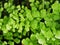 green leaves foliage Adiantum trapeziforme ,giant maidenhair ,Sicily ,diamond Maidenhair fern ,venus Ferns