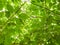 Green leaves foliage on bright sunbeams background,texture pattern