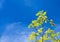 Green leaves freshness at spring season on blue sky background.