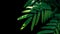 Green leaves fronds of giant fern or king fern Angiopteris species rare plant growing in wild, tropical rainforest plant on