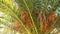 Green leaves with fruits on date palm branches