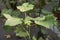 Green leaves of Gossypium herbaceum plant