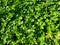 green leaves grass clover lawn fresh