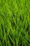 Green leaves grass Sprout Crops background