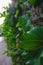 Green leaves growing on stone wall in Croatia