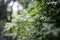 Green leaves growing in summer time during rain