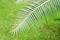 Green leaves of gum palm or giant dioon Dioon spinulosum Dyer the tropical cycad palm plant on green garden using for background