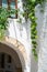 Green leaves of hanging grape vine on white wall with brick arch