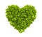 Green Leaves Heart Shape on White Background. Ecology concept