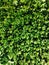 Green leaves hedgerow background