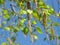 Green leaves. High birch. Blue sky. Birch pollen. Spring time