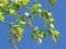 Green leaves. High birch. Blue sky. Birch pollen. Spring time